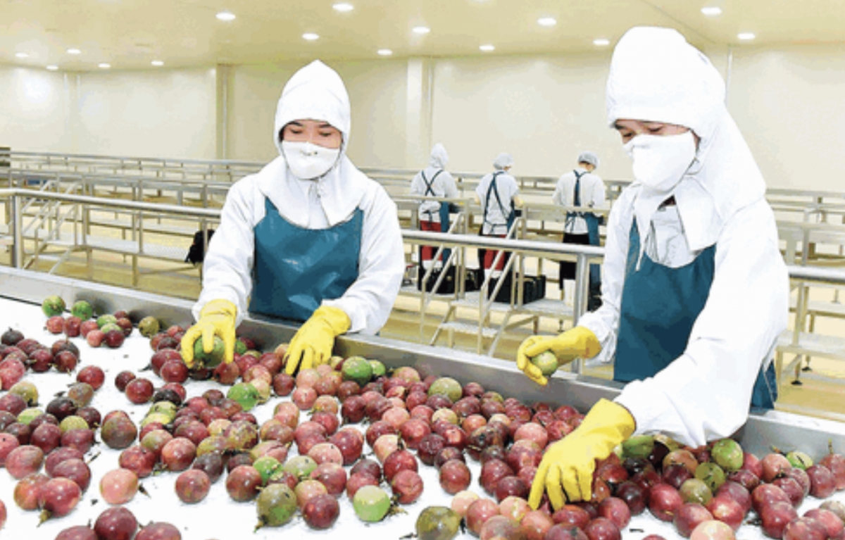 Additional Vietnamese fruits given green-light to enter US and Australia